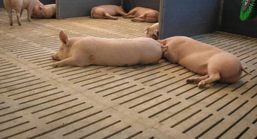 Co je lepší udělat štěrbinovou podlahu pro vepřín a jak to udělat sami